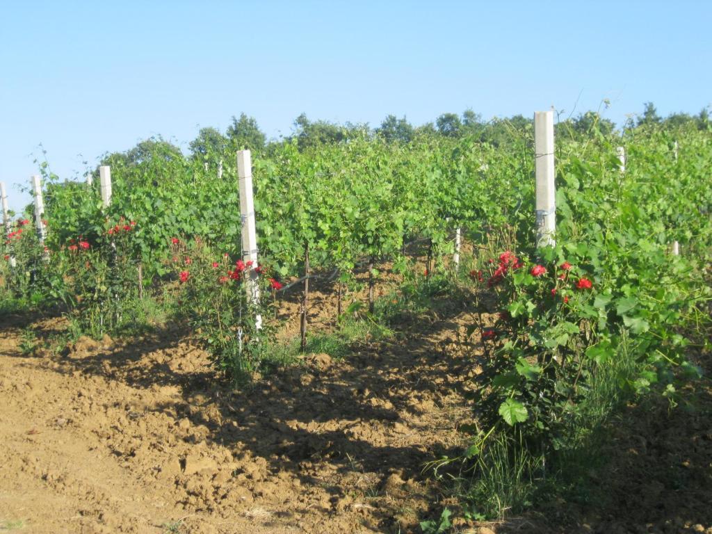 Agriturismo Consalvi Valentina مارشانو المظهر الخارجي الصورة